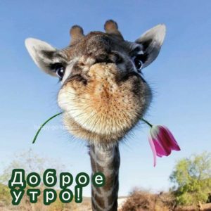 Доброе утро картинки