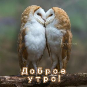 Доброе утро бесплатно новые прикольные