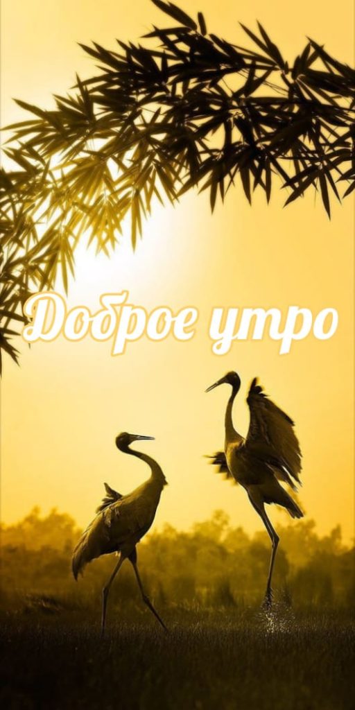 Доброе утро птицы