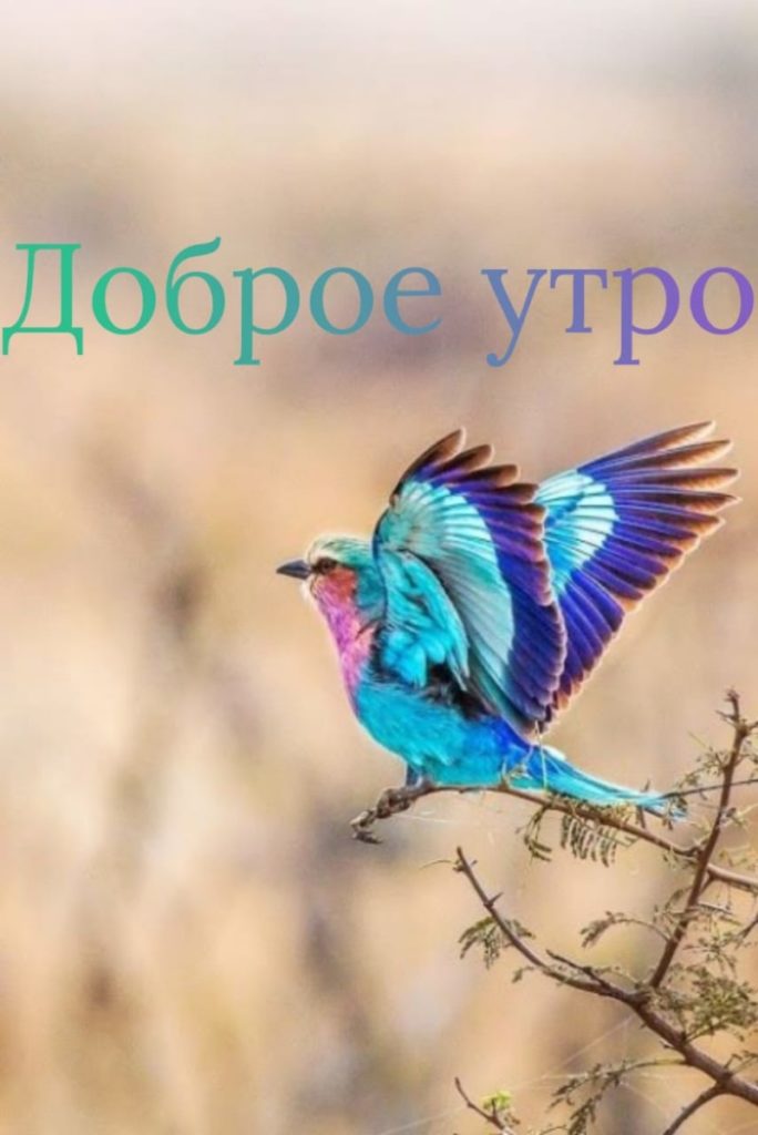 Доброе утро птицы