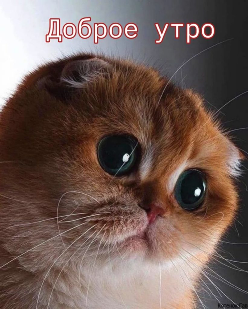 Пикчи доброе утро